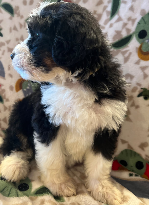 tricolored bernedoodle puppy 4 weeks old