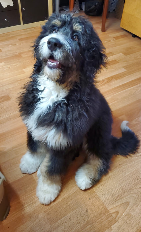 Adult tricolored bernedoodle