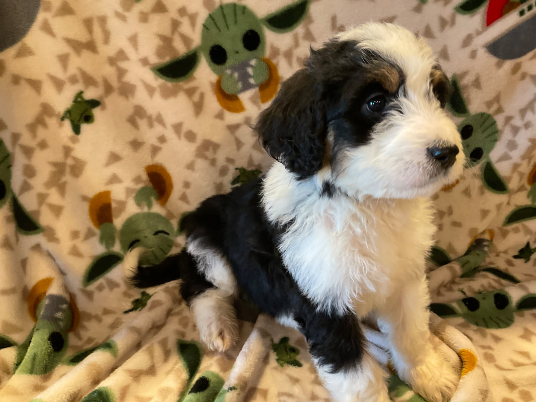 tricolored bernedoodle puppy 4 weeks old