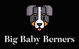 Big Baby Berners breeds exceptional quality Bernedoodle and Bernese Mountain Dog puppies.
